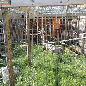 9/15/2025 - Ring-Tailed Lemur Cage