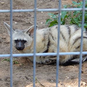 9/15/2025 - Aardwolf