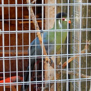 9/15/2025 - White-Cheeked Turaco