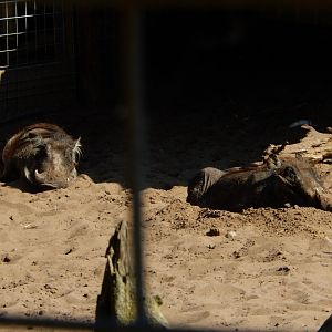 9/15/2025 - Warthogs