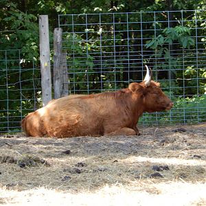 9/15/2025 - Scottish Highland Cattle