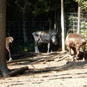 9/15/2025 - Reindeer