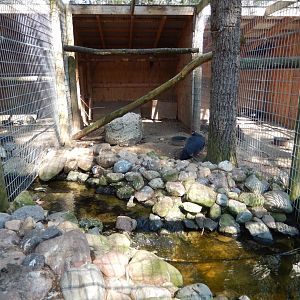 9/15/2025 - Blue-Eared Pheasant Cage
