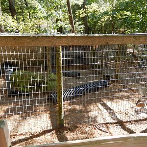 9/15/2025 - Patagonian Mara Cage