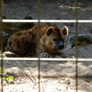 9/15/2025 - Resting Hyena Face