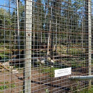 9/15/2025 - American Black & Syrian Brown Bear Habitat