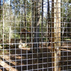 9/15/2025 - African Lion Habitat