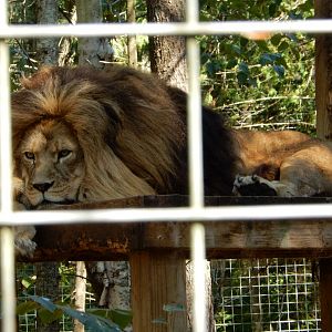 9/15/2025 - The King of GarLyn Zoo Wildlife Park
