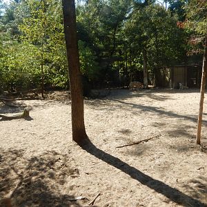 9/15/2025 - Gray Wolf Habitat