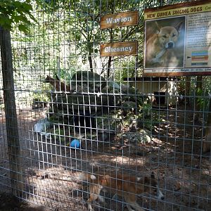 9/15/2025 - New Guinea Singing Dog Habitat