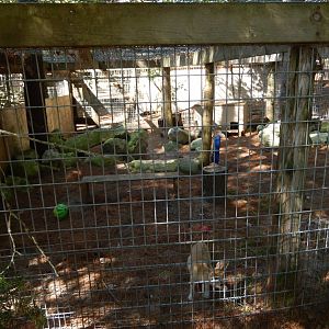 9/15/2025 - Fennec Fox Cage