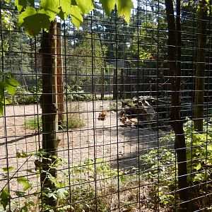 9/15/2025 - Spotted Hyena Habitat