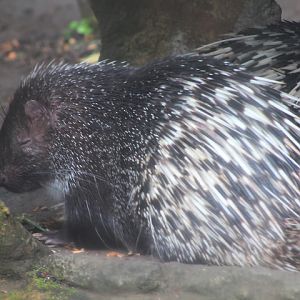Malayan porcupine (Hystrix brachyura brachyura)