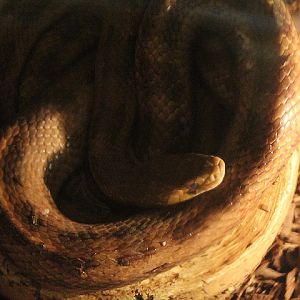 Eastern rat snake (Pantherophis quadrivittatus)