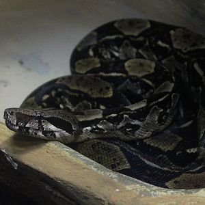 Colombian boa (Boa imperator imperator)