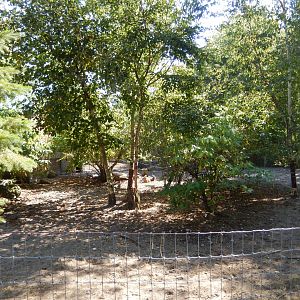 9/15/2025 - Red Kangaroo Habitat