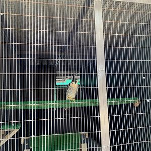 Peregrine Falcon (Himeji City Zoo)