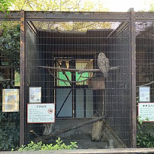 Ural Owl Enclosure (Himeji City Zoo)