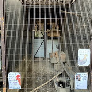 Red Junglefowl Enclosure (Himeji City Zoo)