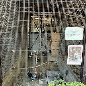 Domestic Chicken Enclosure (Himeji City Zoo)