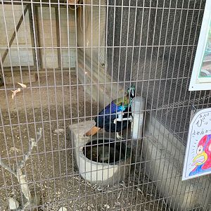Himalayan Monal (Himeji City Zoo)