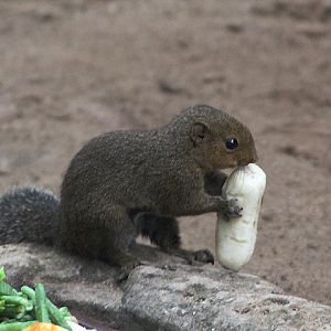 Black-striped squirrel (Callosciurus nigrovittatus nigrovittatus) stealing an banana