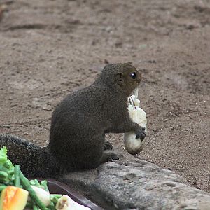 Black-striped squirrel (Callosciurus nigrovittatus nigrovittatus) readying to move