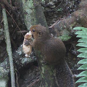 Black-striped squirrel (Callosciurus nigrovittatus nigrovittatus) climbing