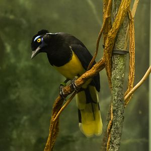 Plush-crested Jay