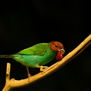 Bay-headed Tanager