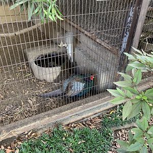 Green Pheasant (Himeji City Zoo)