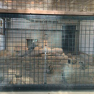 Meekat Enclosure (Himeji City Zoo)