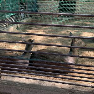 Honshu Sika Deer (Himeji City Zoo)
