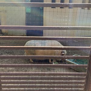 Miniature Pig (Himeji City Zoo)