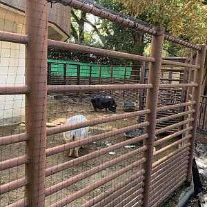Miniature Pig (Himeji City Zoo)