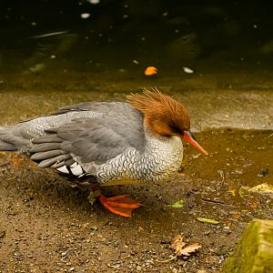 Scaly-sided Merganser