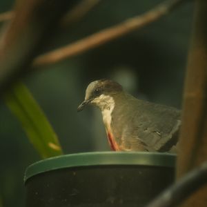 Luzon Bleeding-heart