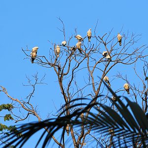 Torresian Imperial Pigeons (Ducula spilorrhoa)