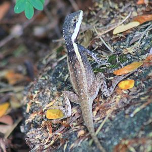 Northern Water Dragon (Tropicagama temporalis)