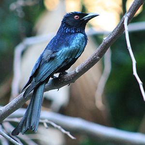 Spangled Drongo (Dicrurus bracteatus)