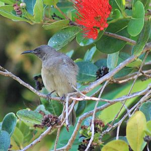 Dusky Myzomela (Myzomela obscura)