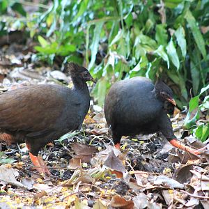 Orange-footed Scrubfowl (Megapodius reinwardt)