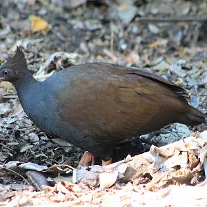 Orange-footed Scrubfowl (Megapodius reinwardt)
