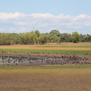 Magpie Geese (Anseranas semipalmata) at Knuckey Lagoon, Darwin