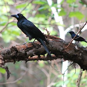 Black Butcherbird and male Shining Flycatcher