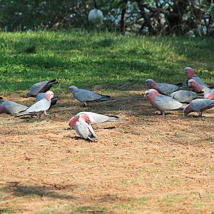 Galahs (Eolophus roseicapilla)
