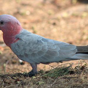 Galah (Eolophus roseicapilla)