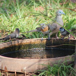 Birds at a water source in the Holmes Jungle Nature Reserve