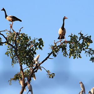 Magpie Geese and Little Corellas