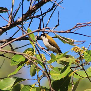 White-throated Honeyeater (Melithreptus albogularis)